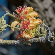 Havajinė raudūnė - Erythrina sandwicensis | Fotografas Gintautas Steiblys