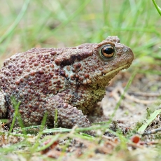 Pilkoji rupūžė - Bufo bufo | Fotografas Gintautas Steiblys