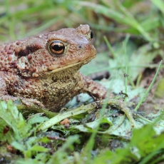 Pilkoji rupūžė - Bufo bufo | Fotografas Gintautas Steiblys