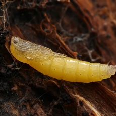 Daiginis uodelis - Sciara sp., lėliukė | Fotografas Gintautas Steiblys