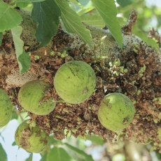Šilkmedinis fikusas - Ficus sycomorus | Fotografas Gintautas Steiblys