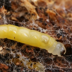 Daiginis uodelis - Sciara sp., lerva | Fotografas Gintautas Steiblys