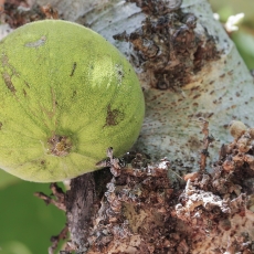 Šilkmedinis fikusas - Ficus sycomorus | Fotografas Gintautas Steiblys