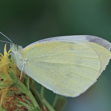 Ropinis baltukas - Pieris rapae | Fotografas Gintautas Steiblys