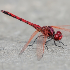 Skėtė - Trithemis arteriosa ♂ | Fotografas Gintautas Steiblys