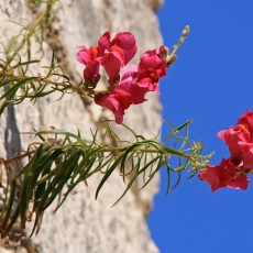 Didysis žioveinis - Antirrhinum majus | Fotografas Gintautas Steiblys