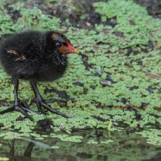 Nenrinė vištelė - Gallinula chloropus, juv. | Fotografas Gintautas Steiblys