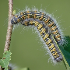 Tošinis kuoduotis - Phalera bucephala, vikšras | Fotografas Gintautas Steiblys