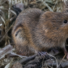 Vandeninis pelėnas - Arvicola amphibius | Fotografas Gintautas Steiblys