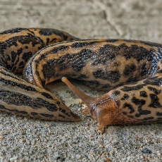 Didysis šliužas - Limax maximus | Fotografas Gintautas Steiblys