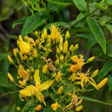 Kanarinė jonažolė - Hypericum canariense | Fotografas Gintautas Steiblys