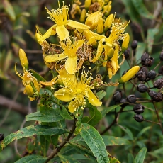 Kanarinė jonažolė - Hypericum canariense | Fotografas Gintautas Steiblys