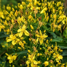 Kanarinė jonažolė - Hypericum canariense | Fotografas Gintautas Steiblys