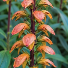 Kanarinė rusmenė - Digitalis canariensis | Fotografas Gintautas Steiblys