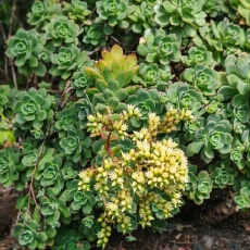 Smailialapis ramdis - Aeonium haworthii  | Fotografas Gintautas Steiblys