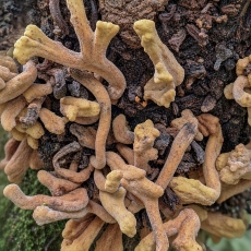 Laurobasidium lauri | Fotografas Gintautas Steiblys