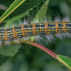 Tošinis kuoduotis - Phalera bucephala, vikšras | Fotografas Gintautas Steiblys