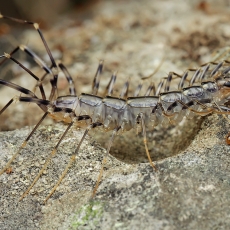 Naminis šimtakojis - Scutigera coleoptrata | Fotografas Gintautas Steiblys
