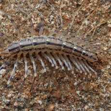 Naminis šimtakojis - Scutigera coleoptrata | Fotografas Gintautas Steiblys