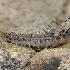 Naminis šimtakojis - Scutigera coleoptrata | Fotografas Gintautas Steiblys