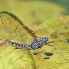Lašalas - Cloeon dipterum | Fotografas Gintautas Steiblys