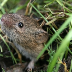 Paprastasis pelėnas - Microtus arvalis | Fotografas Gintautas Steiblys