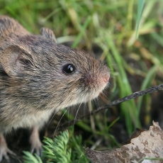 Paprastasis pelėnas - Microtus arvalis | Fotografas Gintautas Steiblys