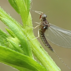 Lašalas - Cloeon dipterum | Fotografas Gintautas Steiblys