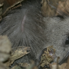 Didžioji miegapelė - Glis glis | Fotografas Gintautas Steiblys