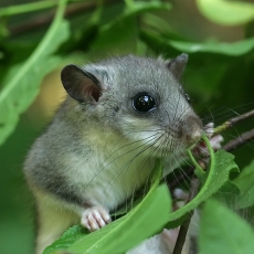Didžioji miegapelė - Glis glis | Fotografas Gintautas Steiblys