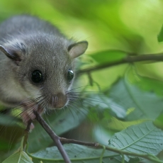 Didžioji miegapelė - Glis glis | Fotografas Gintautas Steiblys