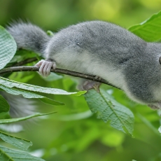 Didžioji miegapelė - Glis glis | Fotografas Gintautas Steiblys