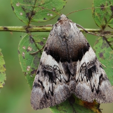 Geltonsparnė peteliškė - Catocala fulminea | Fotografas Gintautas Steiblys