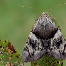 Geltonsparnė peteliškė - Catocala fulminea | Fotografas Gintautas Steiblys