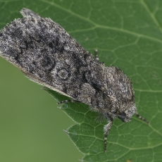 Tamsiapilkis strėlinukas - Acronicta megacephala | Fotografas Gintautas Steiblys