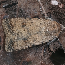 Naminis dykrinukas - Caradrina clavipalpis | Fotografas Gintautas Steiblys