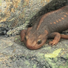 Himalajinis krokodilinis tritonas - Tylototriton verrucosus | Fotografas Gintautas Steiblys