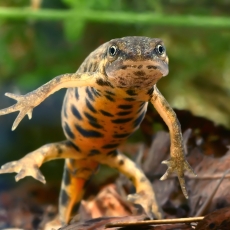 Paprastasis tritonas - Lissotriton vulgaris | Fotografas Gintautas Steiblys