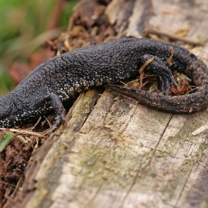 Skiauterėtasis tritonas - Triturus cristatus | Fotografas Gintautas Steiblys