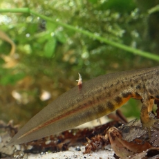 Paprastasis tritonas - Lissotriton vulgaris | Fotografas Gintautas Steiblys