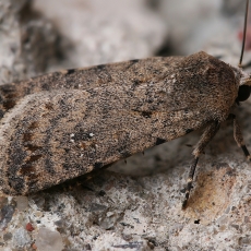 Naminis dykrinukas - Caradrina clavipalpis | Fotografas Gintautas Steiblys