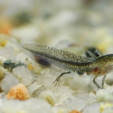 Paprastasis tritonas - Lissotriton vulgaris, lerva | Fotografas Gintautas Steiblys