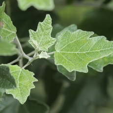 Baltoji tuopa - Populus alba | Fotografas Gintautas Steiblys