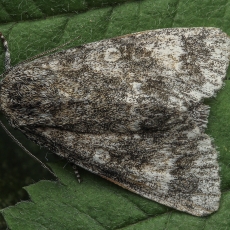 Tamsiapilkis strėlinukas - Acronicta megacephala | Fotografas Gintautas Steiblys