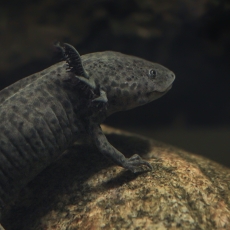 Aksolotlis - Ambystoma mexicanum | Fotografas Gintautas Steiblys