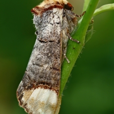 Tošinis kuoduotis - Phalera bucephala | Fotografas Gintautas Steiblys