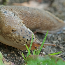 Didysis šliužas - Limax maximus | Fotografas Gintautas Steiblys