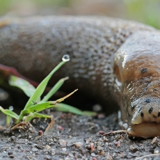 Didysis šliužas - Limax maximus | Fotografas Gintautas Steiblys