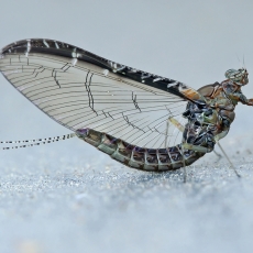 Lašalas - Cloeon dipterum | Fotografas Gintautas Steiblys