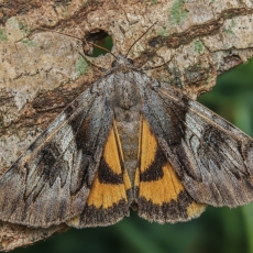 Geltonsparnė peteliškė - Catocala fulminea | Fotografas Gintautas Steiblys
